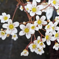 Saxifraga  'Canis-dalmatica'
